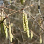 Atelier gemmotherapie Neuvic sur l Isle