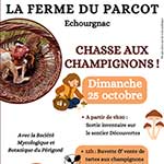 Chasse aux champignons Echourgnac