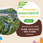 Flore sauvage Les Eyzies