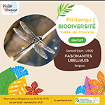Sortie libellules Sergeac